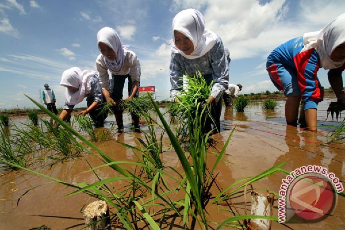 Kalteng siap cetak 400 hektare sawah baru