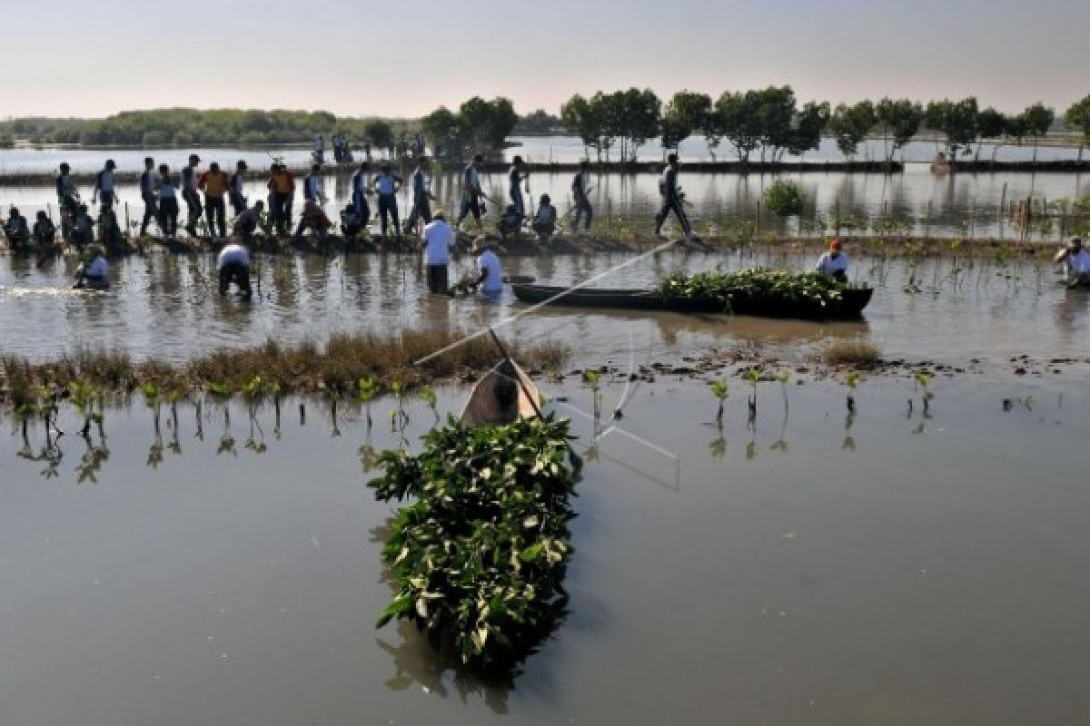 10.000 Mangrove Bantu Atasi Abrasi Semarang