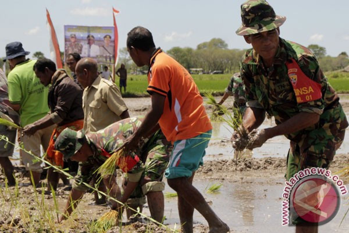 Gagal tanam mengancam sawah tadah hujan di NTT