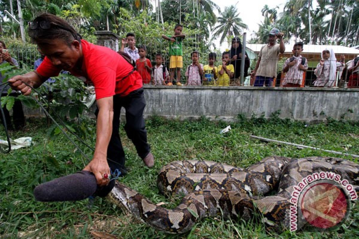 Meraup rupiah dari kotoran ular