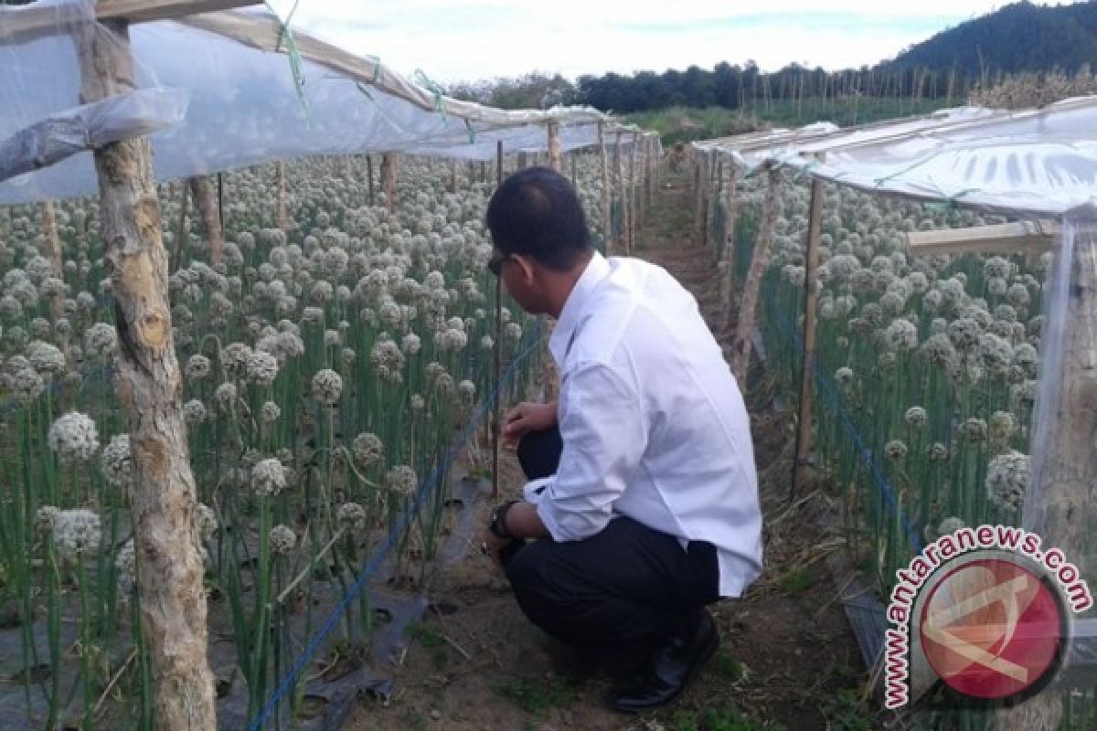 BPTP Sumut Panen Benih Bawang Merah di Tobasa