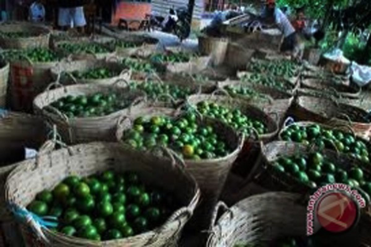 Distan Siapkan Kebun Pembenihan Khusus Jeruk Siam