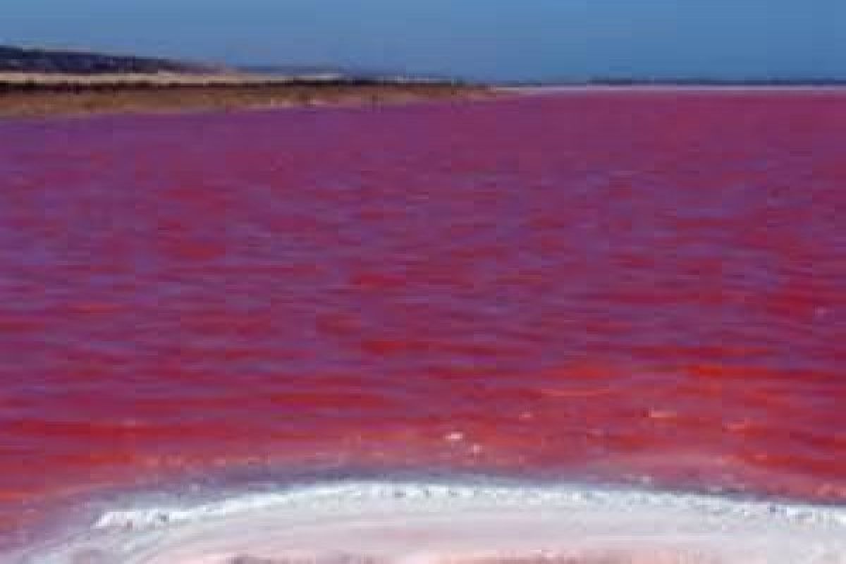  Demo Di Laut Merah Lima Remaja Ini Dipenjara