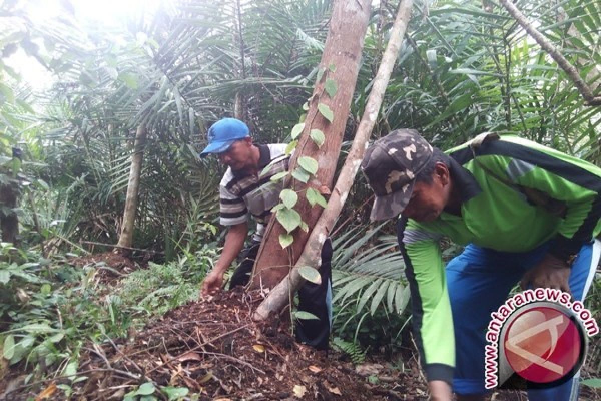 Petani Tanjabtim tanam lada di hutan gambut