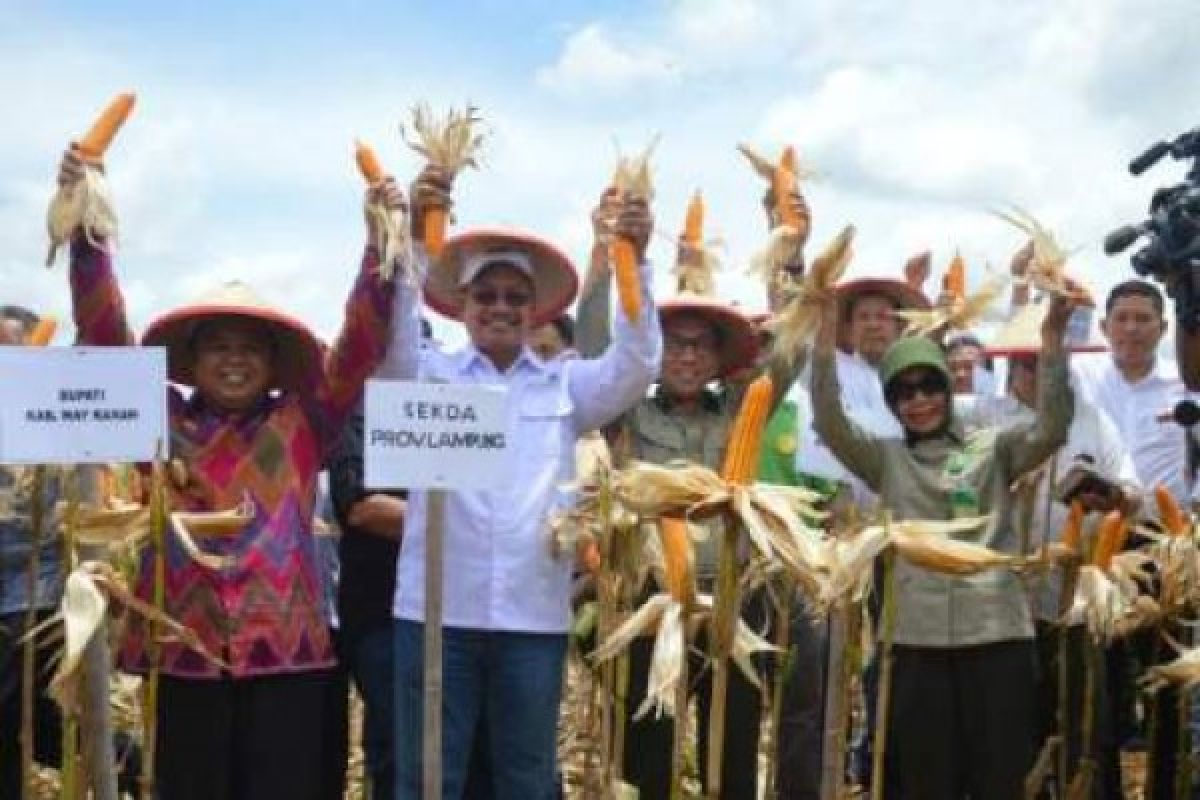 Lampung Panen Perdana Jagung Di Hutan Register-46