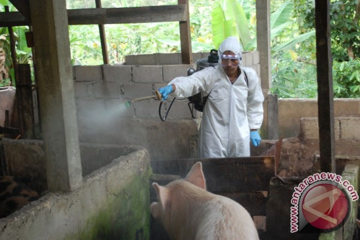 Balai Veteriner Lampung menemukan virus flu babi Afrika di Bangka