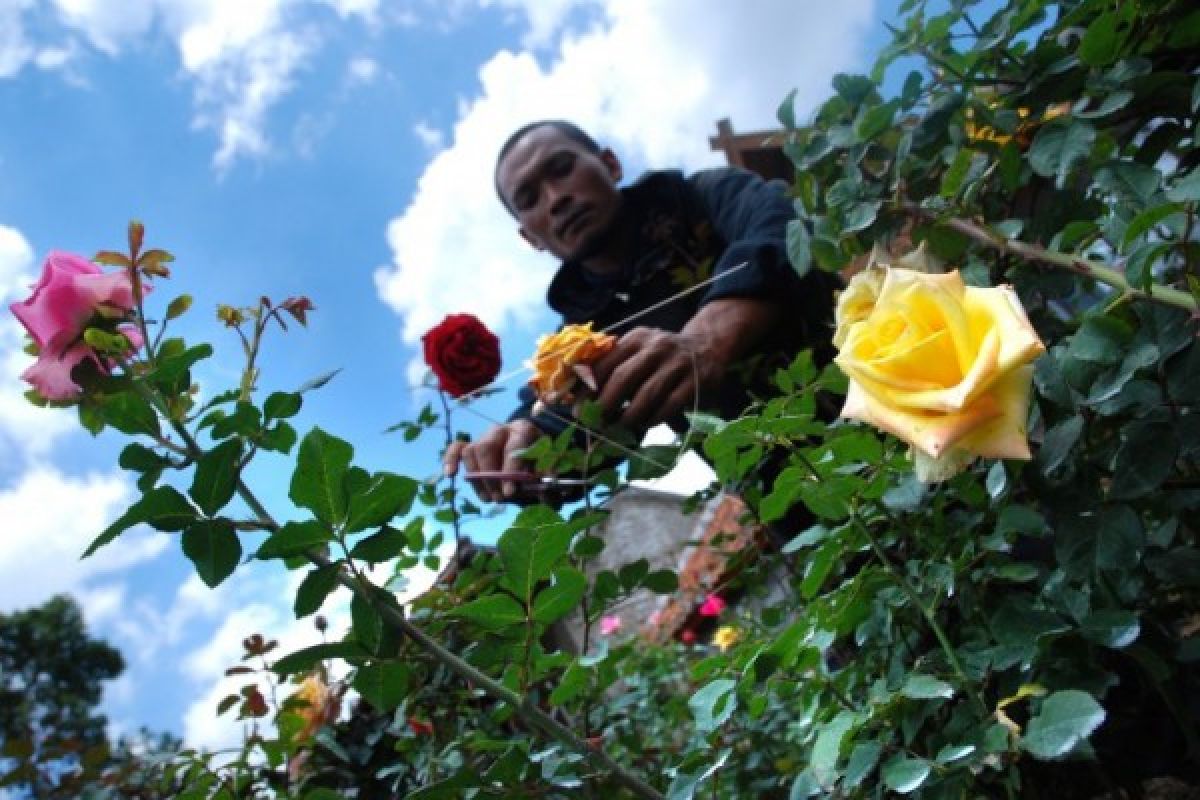 Teh Bunga Mawar Boyolali Tingkatkan Nilai Jual