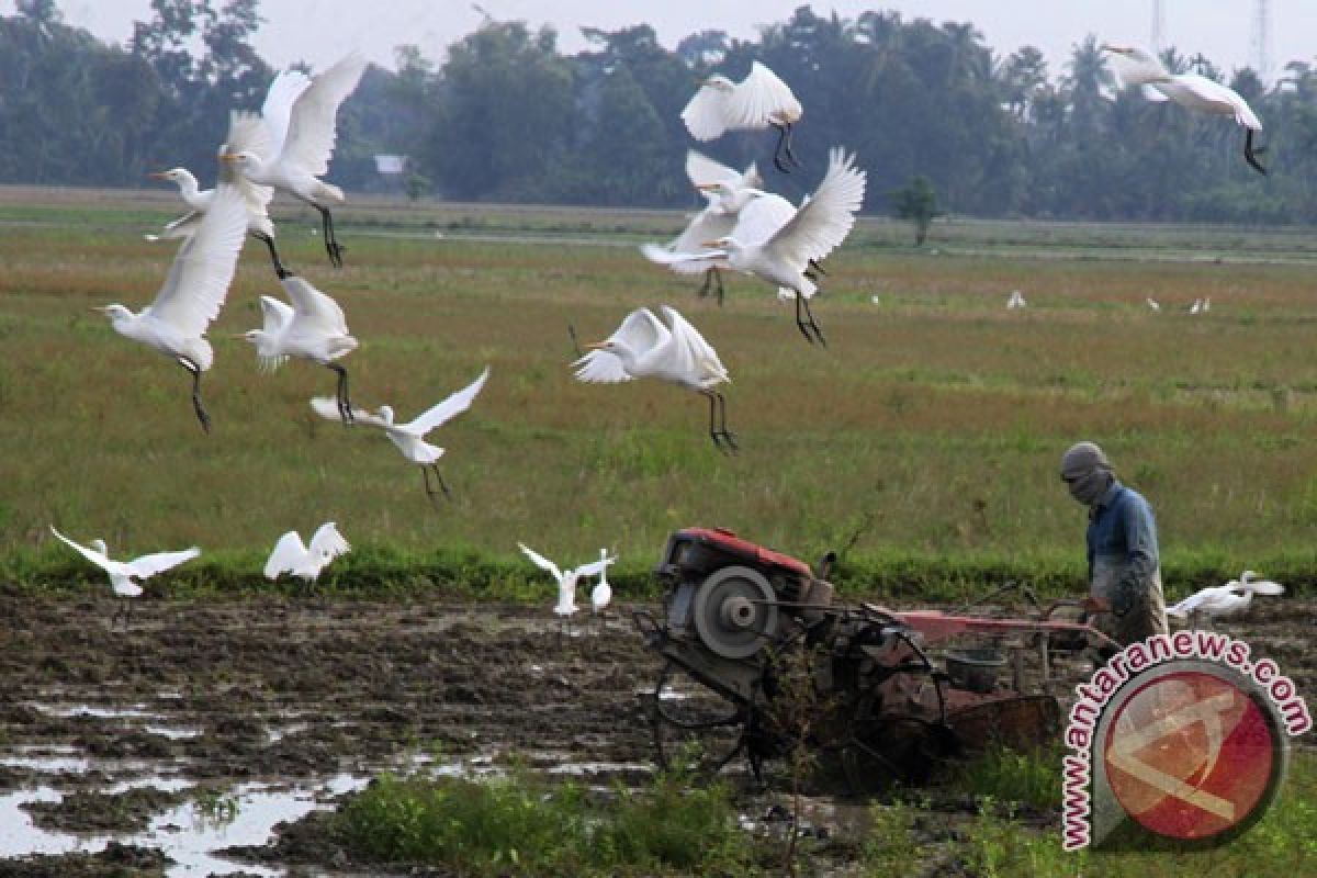 Belasan burung yang dilindungi alami stres