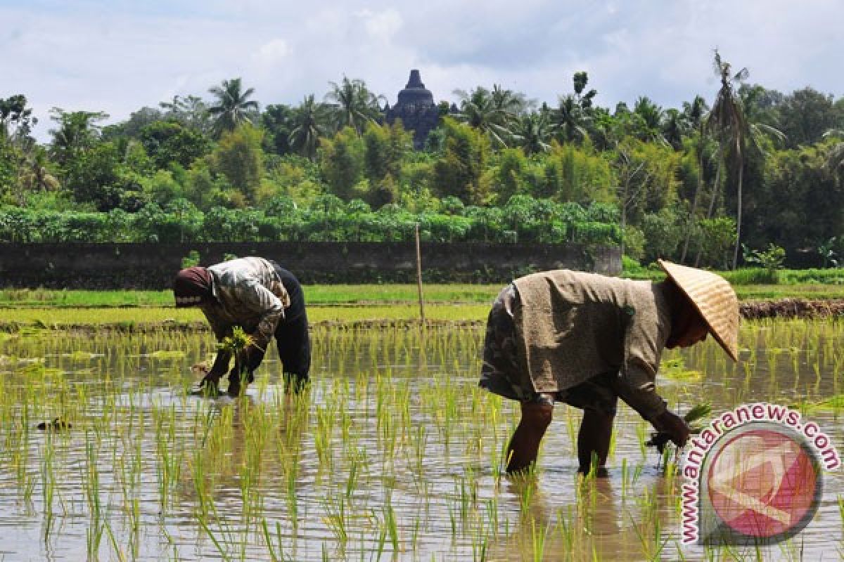 DPRD Sultra apresiasi program asuransi padi sawah