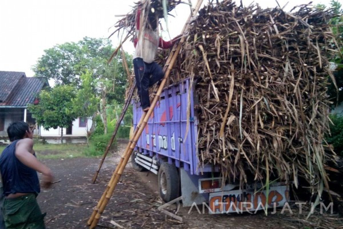 Rendemen Tebu di Jember Terus Turun Akibat Hujan