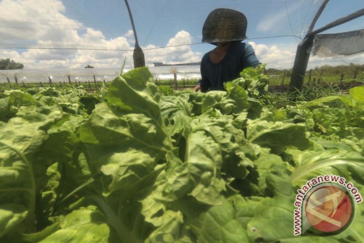 Petani Sayur Keluhkan Harga