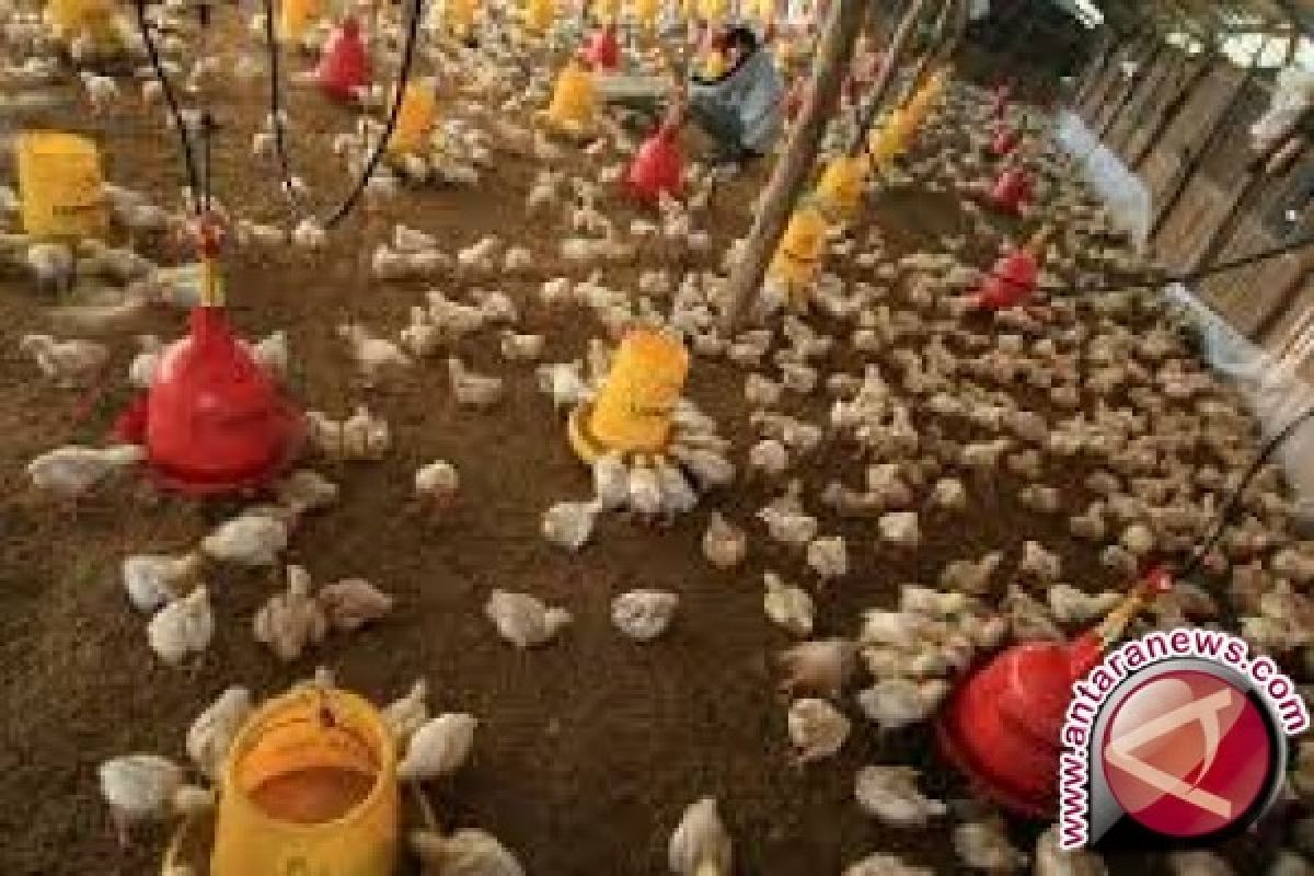 Jelang Ramadhan, Kalteng Siapkan Belasan Ribu Ayam 