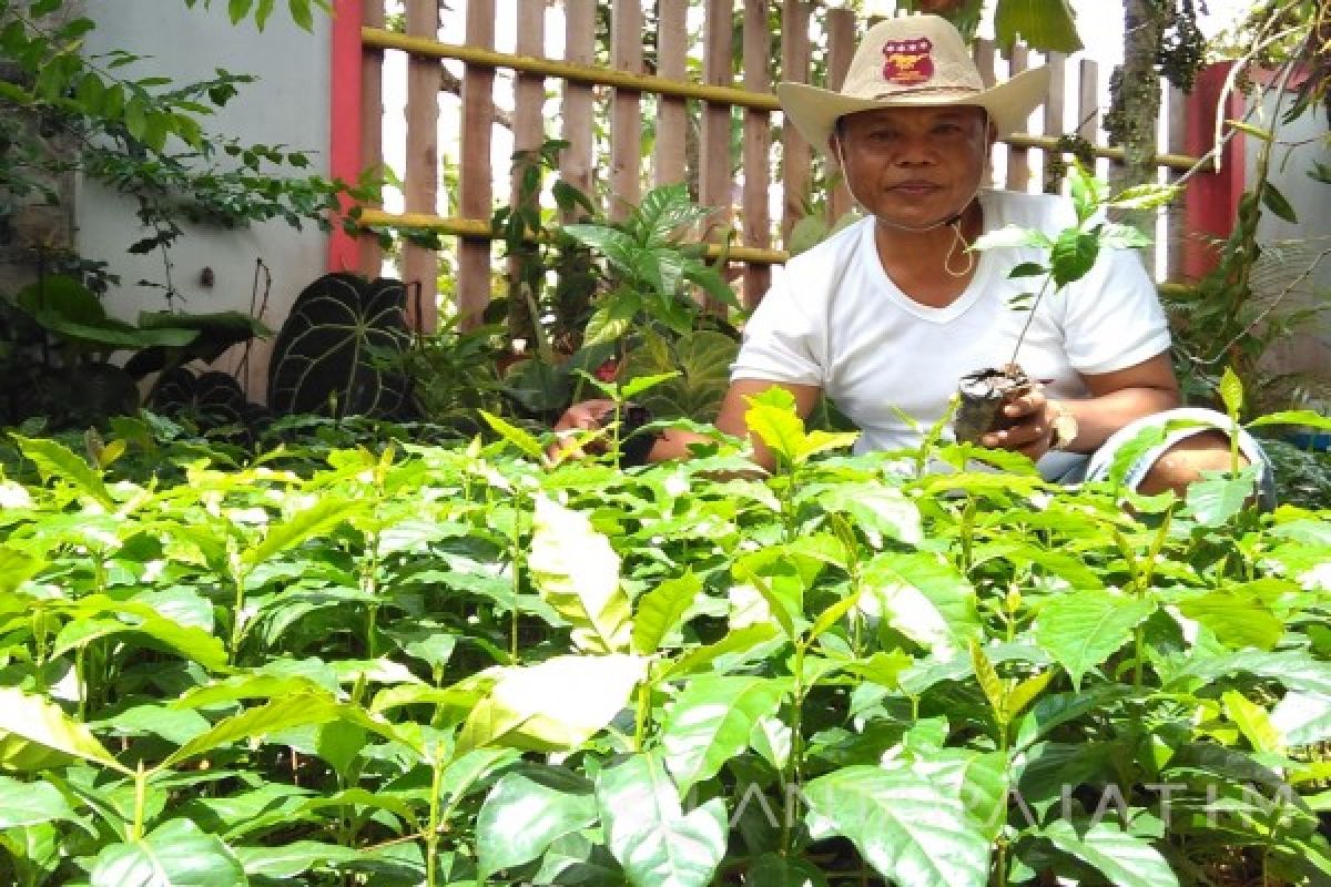 Dishutbun Bondowoso Kembangkan Kopi Arabika varietas 