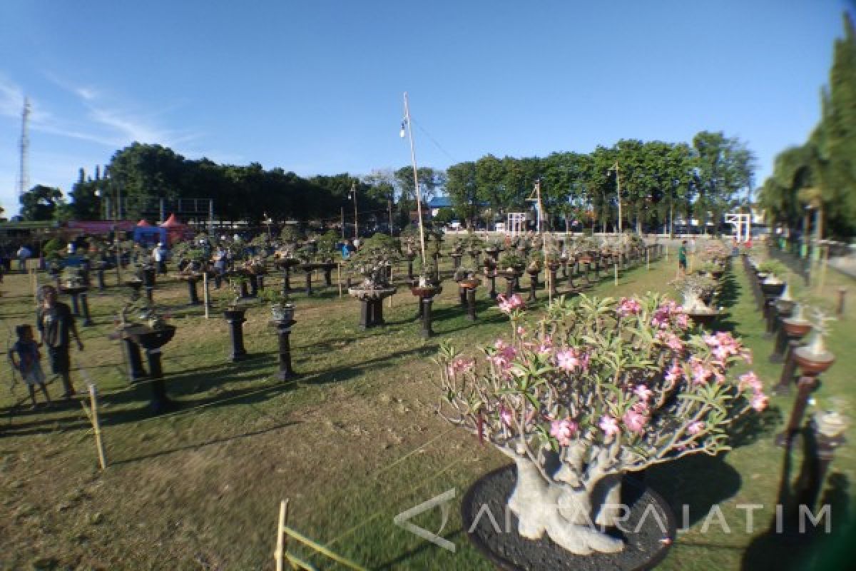 Transaksi Pameran dan Kontes Bonsai di Situbondo Ratusan Juta