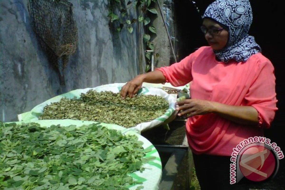 KWT Bantul produksi minuman seduh daun kelor