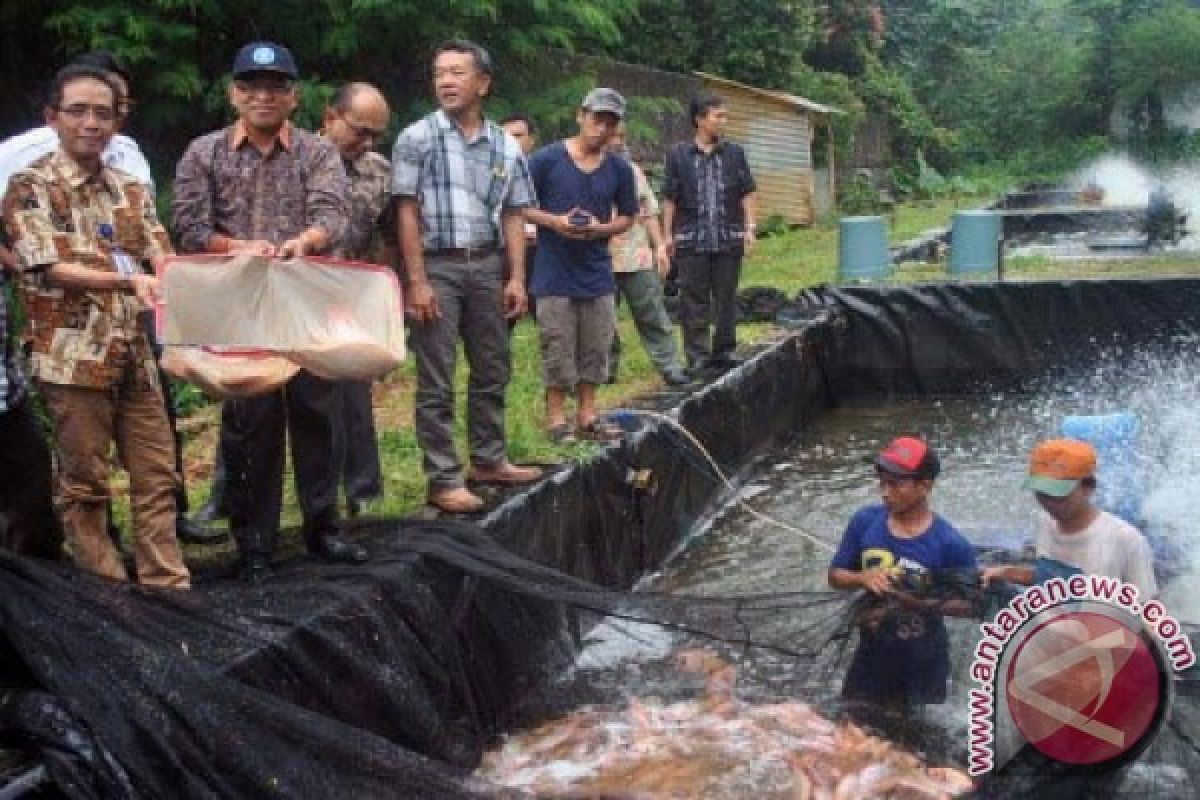 Wow, IPB Panen 3 Ton Ikan Nila Unggulan 