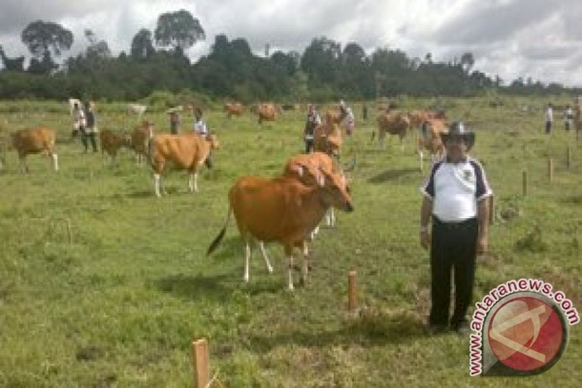 Lahan Ratusan Hektar untuk Kawasan Penggembalaan