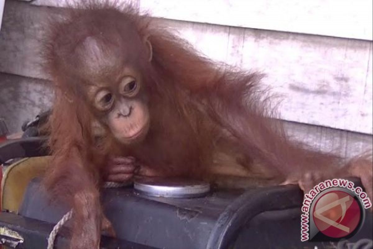 Warga Serahkan Bayi Orangutan, BKSDA Kalteng Berikan Apresiasi