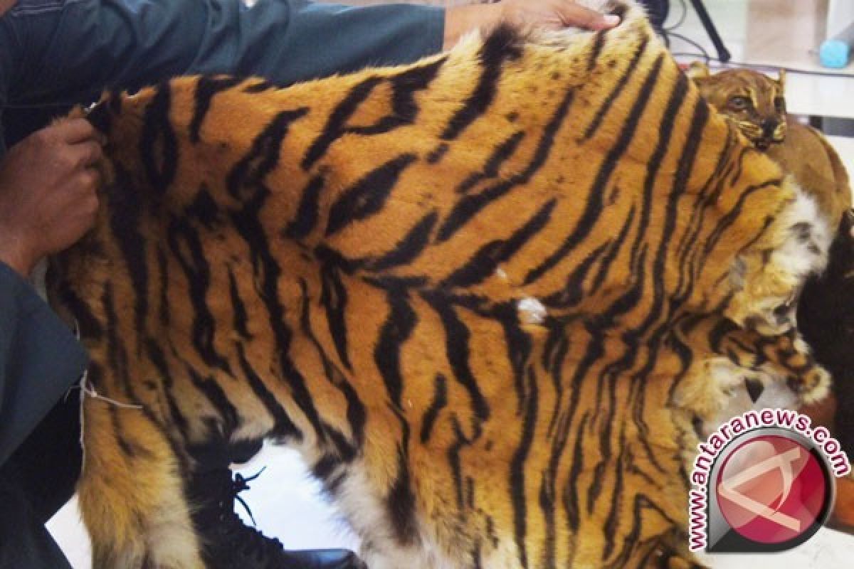 Mantap! Kementerian LHK Sita Kulit Harimau Sumatra