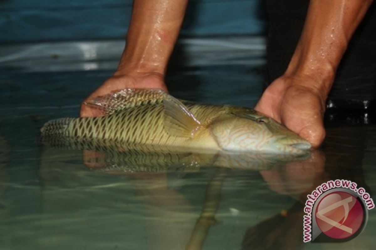 Patroli KKP Tahan Kapal Pengangkut Ikan Napoleon