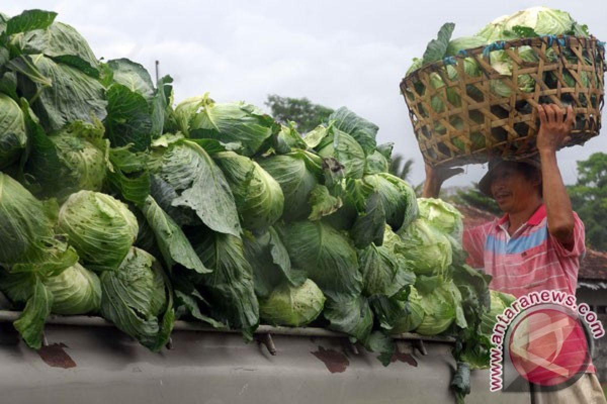 Konsumsi kol, brokoli untuk kurangi risiko kena kanker usus