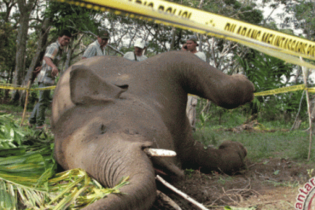 Miris!! Seekor Anak Gajah Mati Di Areal Hutan Tanaman Industri   