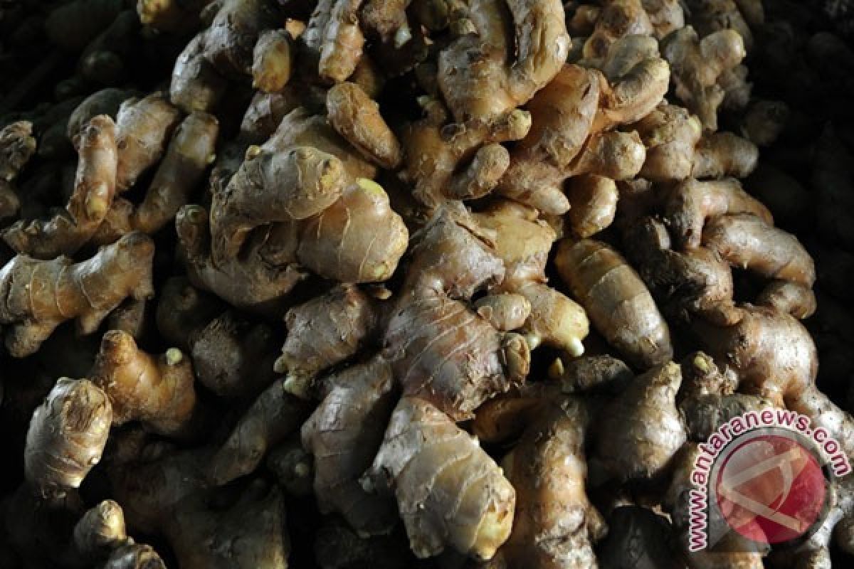 Harga Jahe Gajah di Pekalongan Anjlok 50 Persen