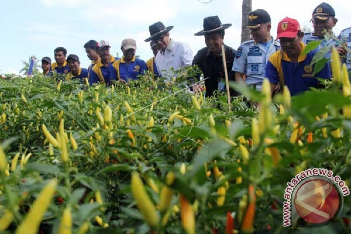 10.600 Warga Makassar Akan Tanam Cabai 