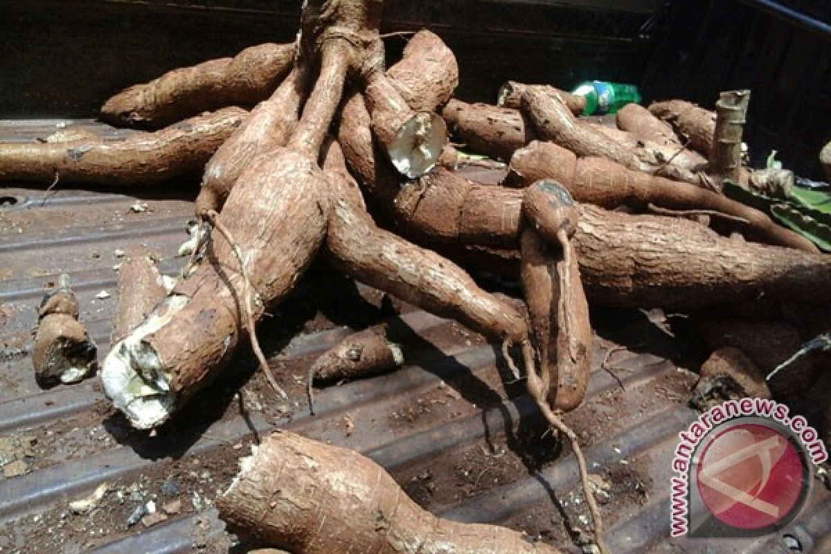 Petani Lampung Jangan Lagi Jual Singkong Mentah 