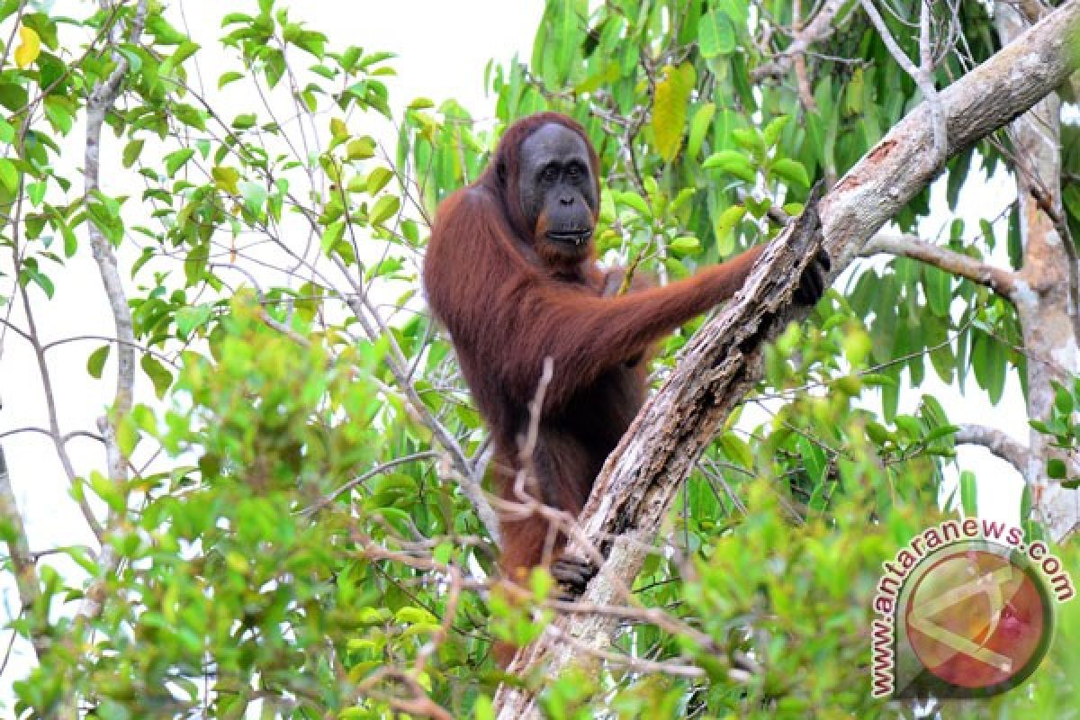 Lima isu hambat populasi orangutan