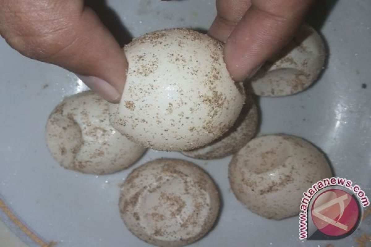 Ditemukan 20.000 Telur Tercemar Racun Hama Fipronil 