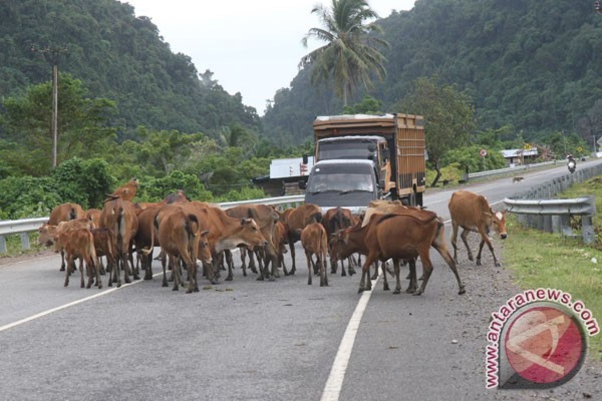 Belasan ekor sapi mati mendadak di NTT