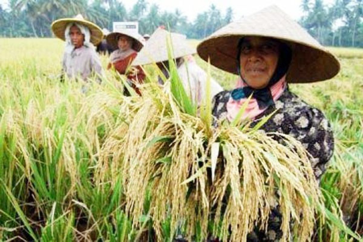 Nilai Tukar Petani Lampung Naik 