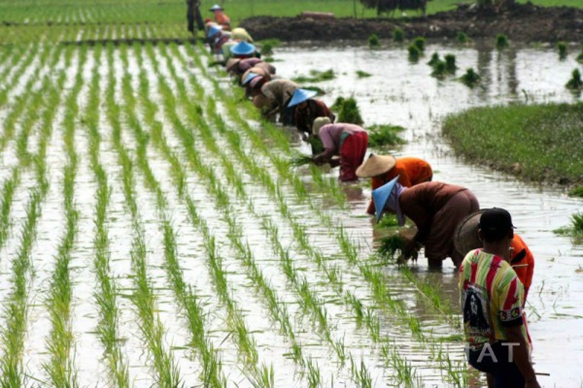 Hadapi Musim Tanam, Petrokimia Siapkan Stok Pupuk Bersubsidi Empat Kali Lipat