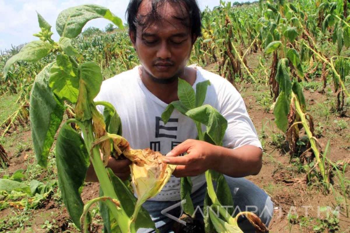 Puluhan Hektare Tanaman Tembakau Tulungagung Gagal Panen