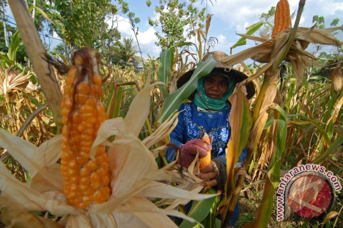 Peternak minta jagung diprioritaskan untuk dalam negeri