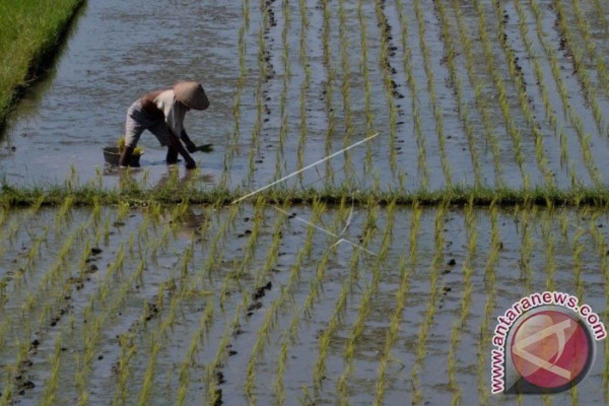 Bupati Bonebol ajak petani tingkatkan produksi padi