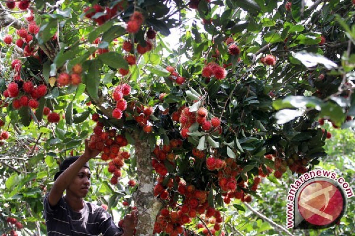 Rambutan ternyata 