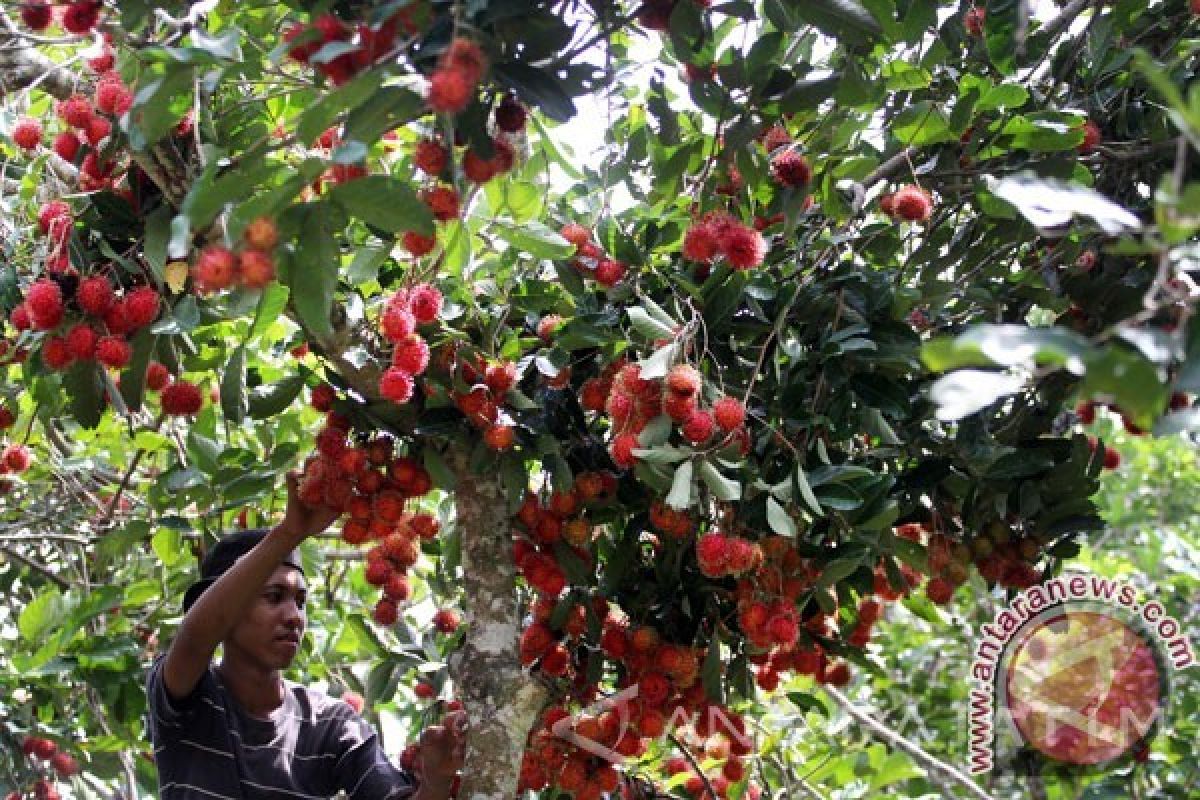 Rambutan Ternyata 