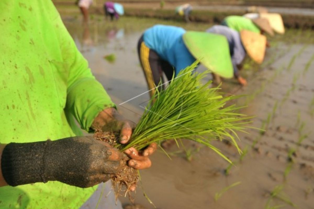 Banyumas Laksanakan Gerakan Bersama Percepatan Masa Tanam