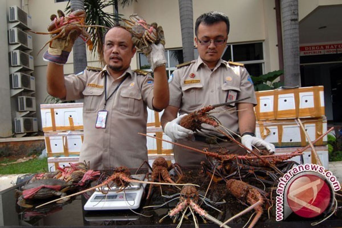 Pemerintah tingkatkan pencegahan eksploitasi lobster dan kepiting