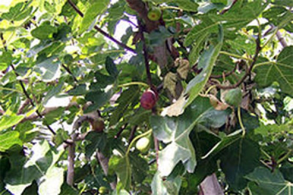 Australia kembangkan perangkap lalat buah