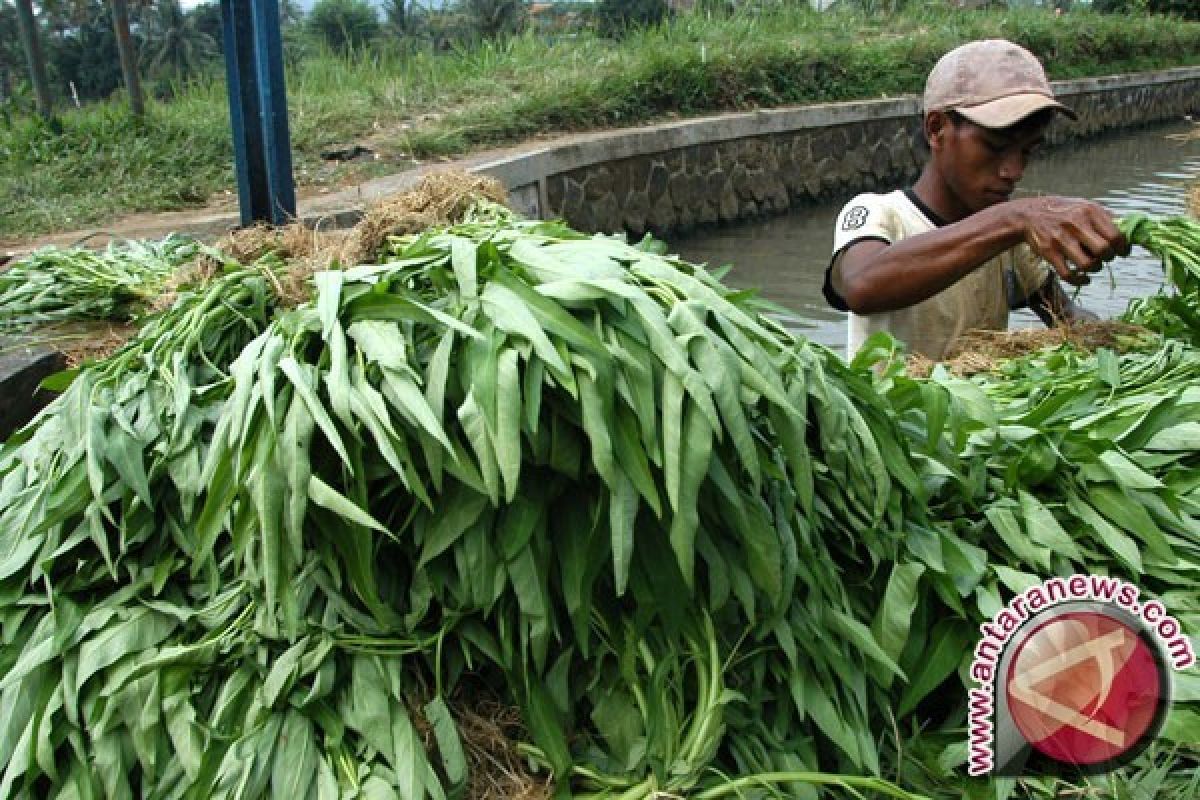 Bahaya Mengkonsumsi Sayur Kangkung Berlebihan