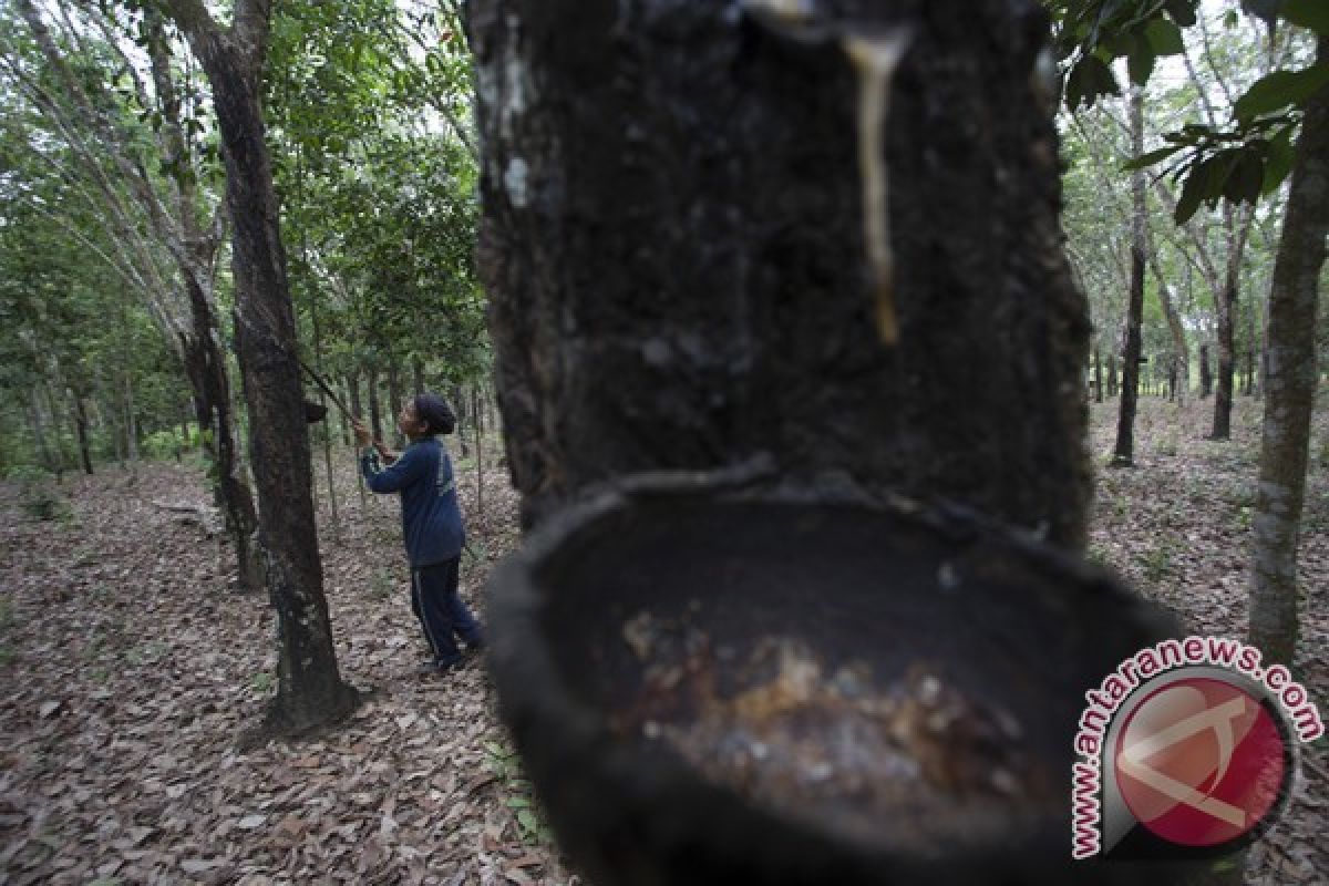 Penurunan harga karet yang semakin memberatkan petani