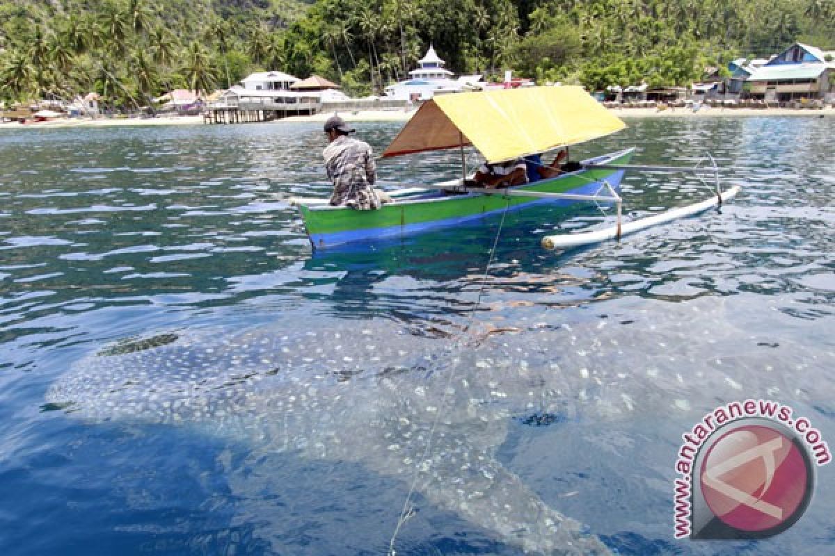Hiu paus kembali terlihat di Bone Bolango, Gorontalo