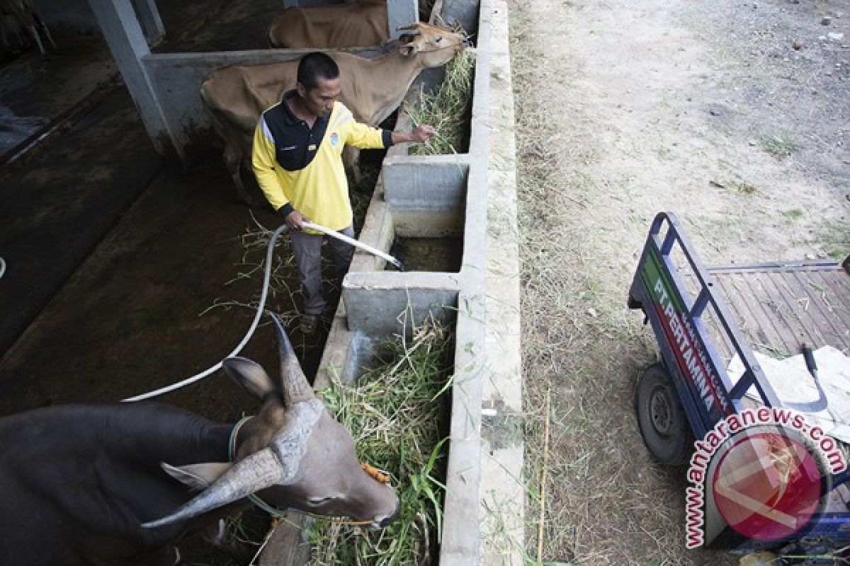 Budidaya Sapi Binaan Pertamina