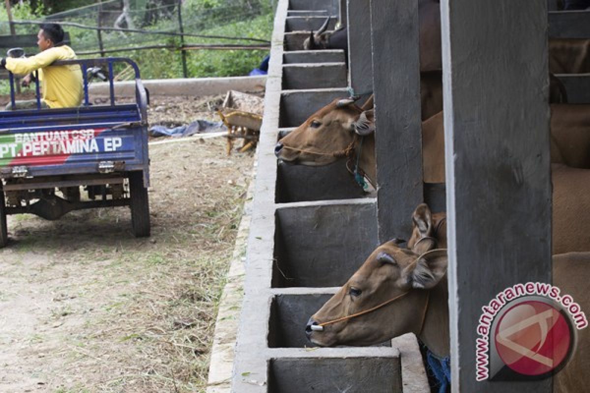 2.000 sapi di Bengkulu akan diasuransikan
