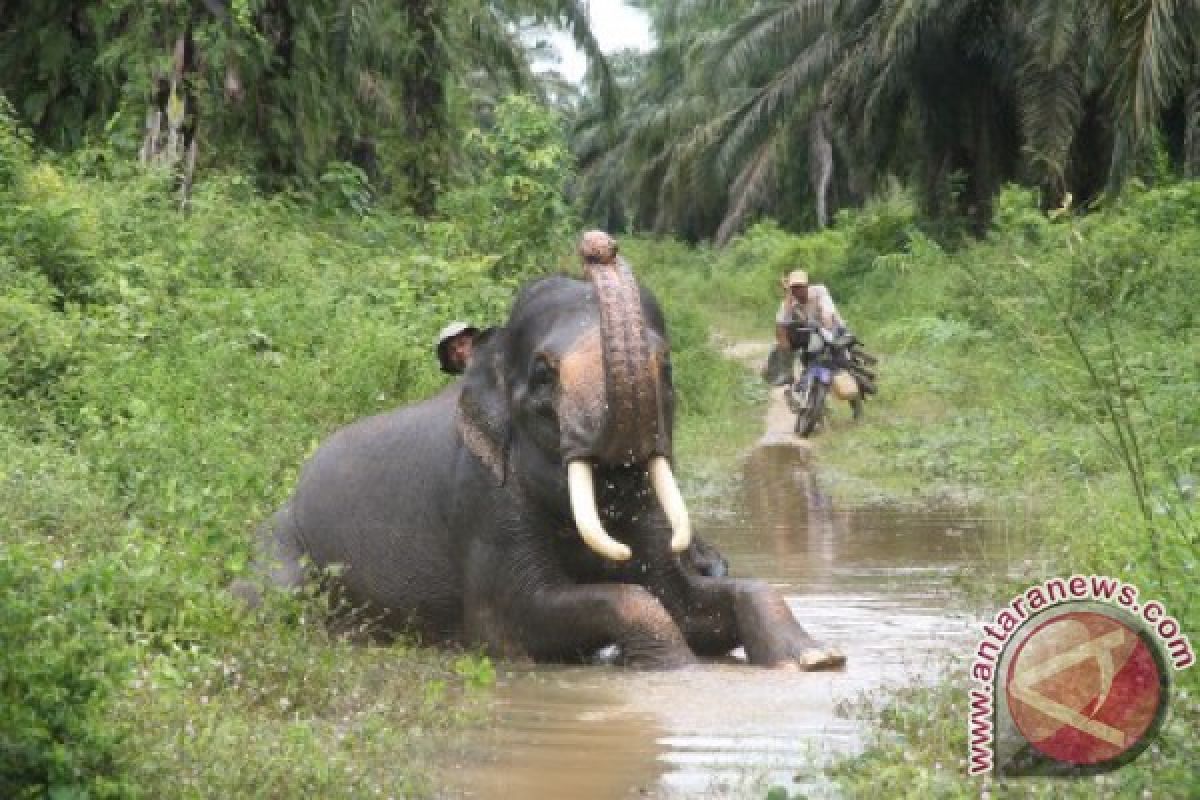 Gajah liar dekati pemukiman penduduk Aceh Utara