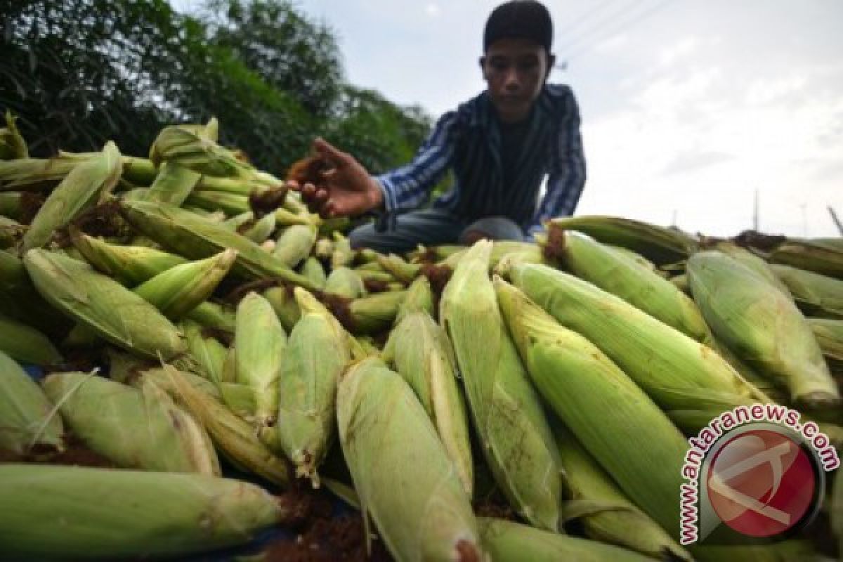 Petani jagung panen dini di Aceh Tenggara
