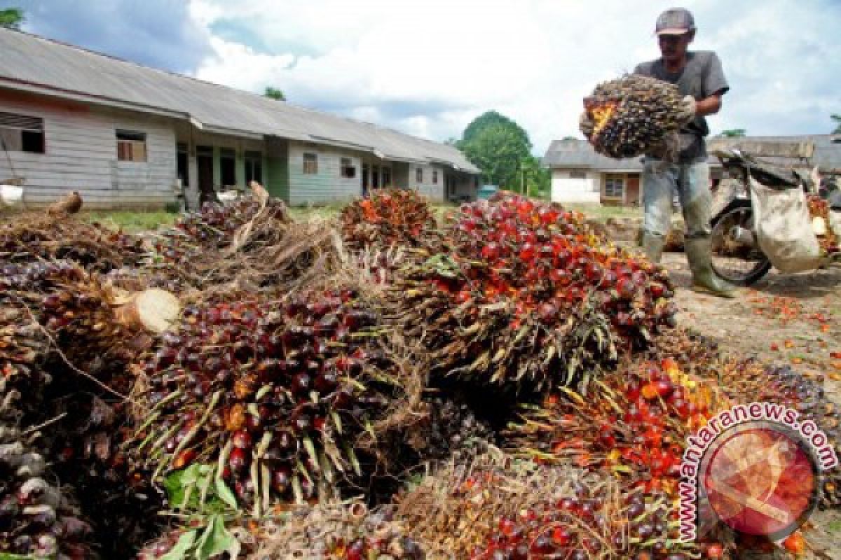 Harga sawit di Aceh Tenggara merosot